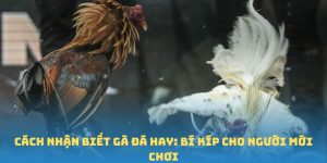 Cách Nhận Biết Gà Đá Hay: Bí Kíp Cho Người Mới Chơi