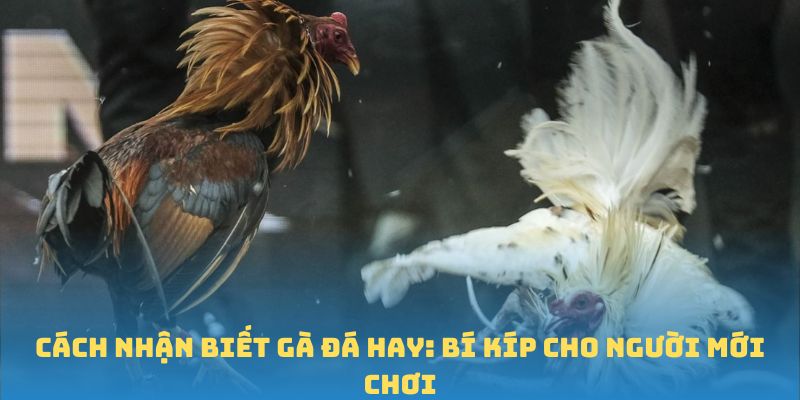 Cách Nhận Biết Gà Đá Hay: Bí Kíp Cho Người Mới Chơi
