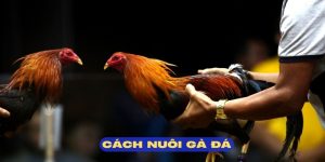 Cách Nuôi Gà Đá Tại QH88 - Cẩm Nang Chi Tiết Sư Kê Năm 2025