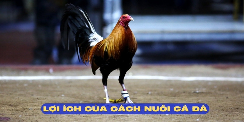 Cách nuôi gà đá mang đến nhiều thuận lợi hấp dẫn