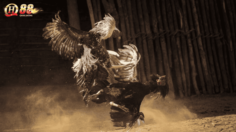Đá Gà QH88 – Cược Gà Trực Tuyến Cực Nhanh, Trả Thưởng Mượt