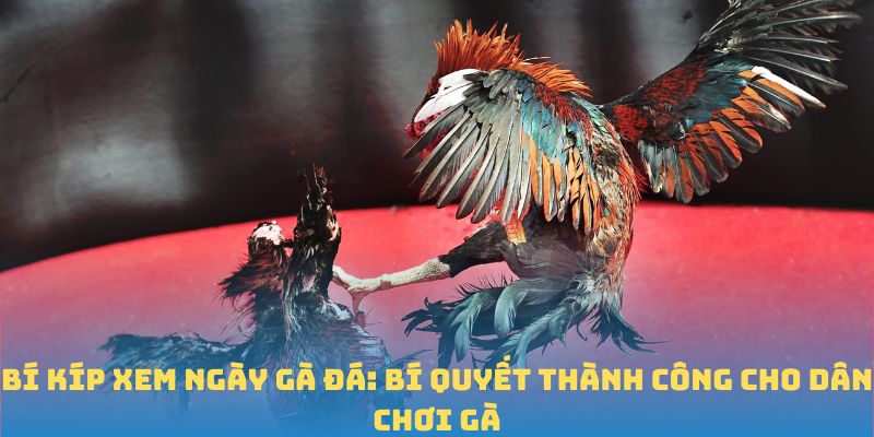 Bí Kíp Xem Ngày Gà Đá: Bí Quyết Thành Công Cho Dân Chơi Gà