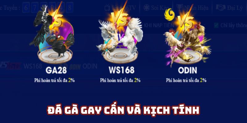 Chọi gà đẳng cấp và kịch tính nhất tại QH88