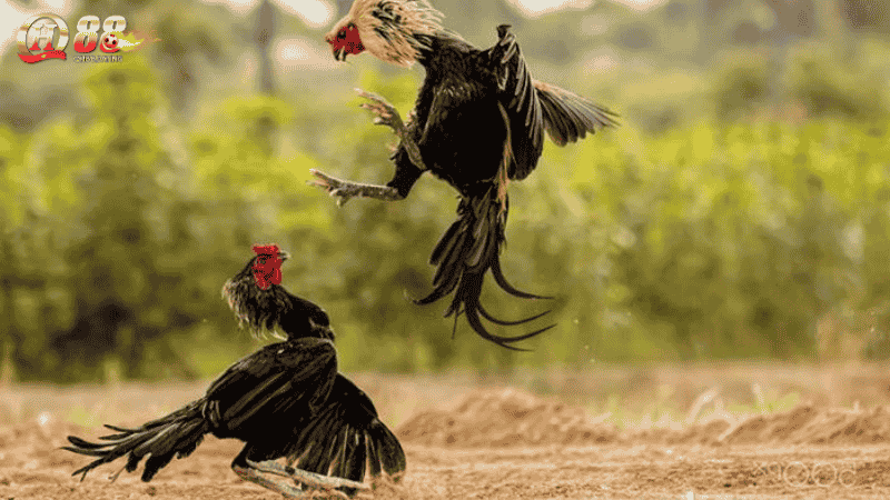 Ưu Đãi Dành Cho Người Chơi Đá Gà